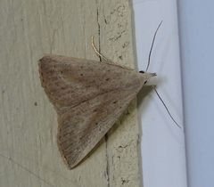 Macrochilo louisiana