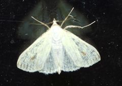 Sitochroa palealis