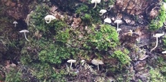 Mycena minya