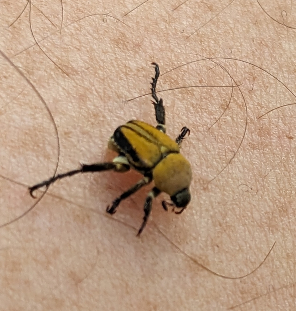 Dichelomorpha sublineata