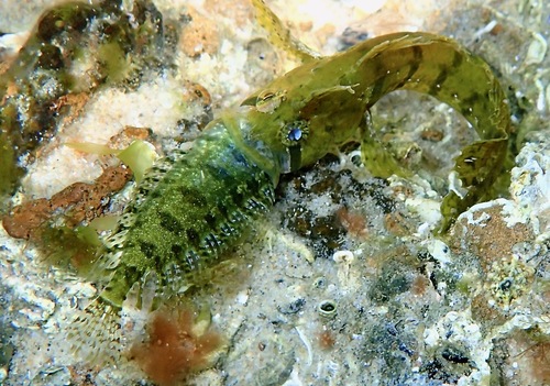 Ringscale weedfish (Heteroclinus heptaeolus) — Clinidae