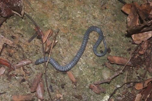 Banded shovel-snout