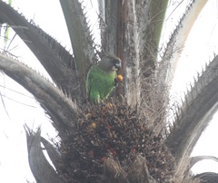 Poicephalus cryptoxanthus