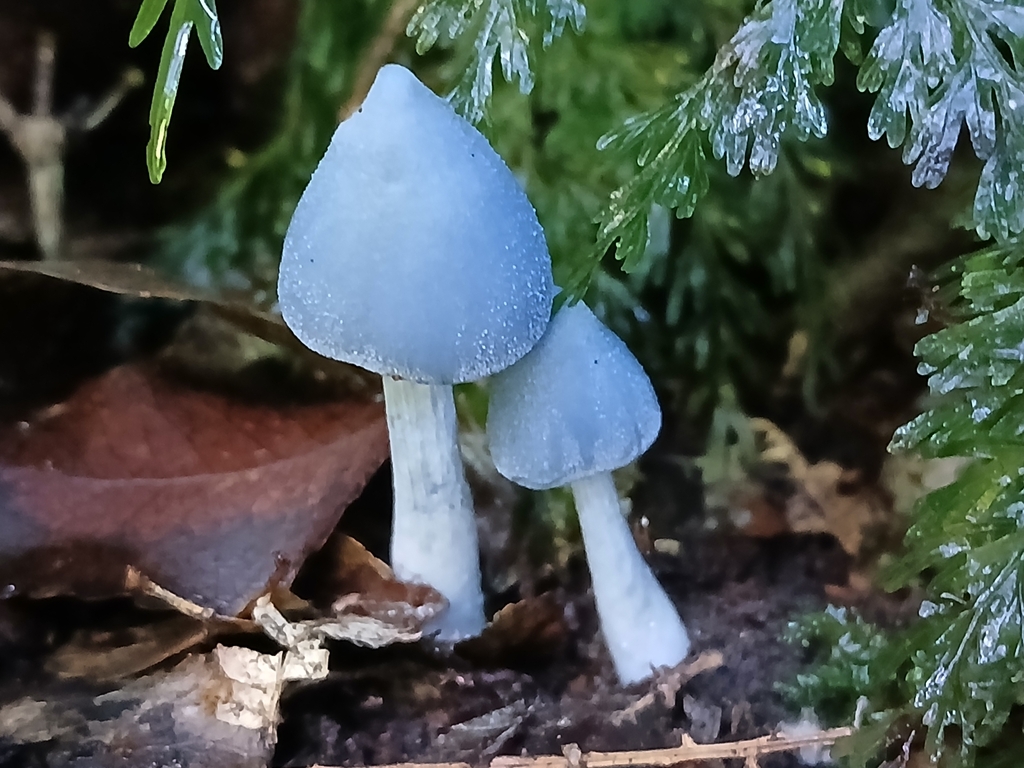 Entoloma hochstetteri · April 2025 · photo: © claire_grace83 (iNaturalist, cc-by)