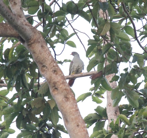 Pemba Green Pigeon (Treron pembaensis), photo 6