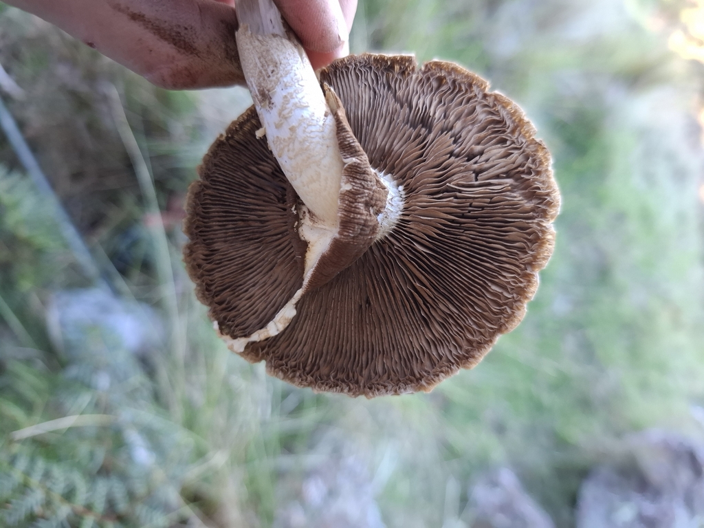 Cyclocybe parasitica · April 2025 · photo: © armillariabianca (iNaturalist, cc0)