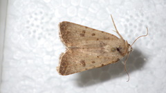 Caradrina clavipalpis