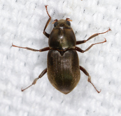Helichus lithophilus