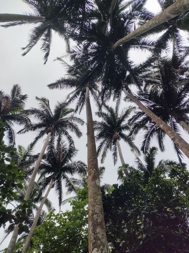 Satake palm (Satakentia liukiuensis)