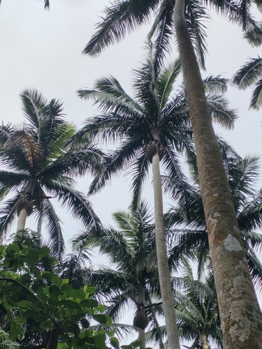 Image of Satake palm by no rights reserved