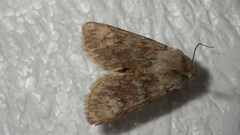 Agrotis simplonia