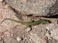 Cyren's Rock Lizard photo 5