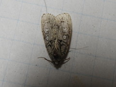 Acronicta retardata