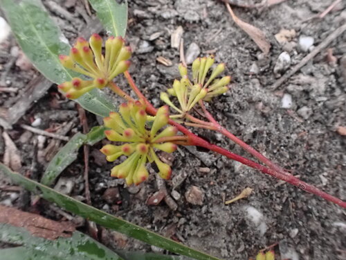 Image of Eucalyptus radiata by (c) ttsquid, some rights reserved (CC BY)