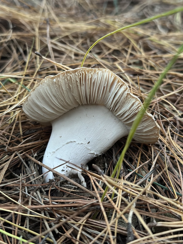 Amanita junquillea · April 2025 · photo: © marmalade101 (iNaturalist, cc0)