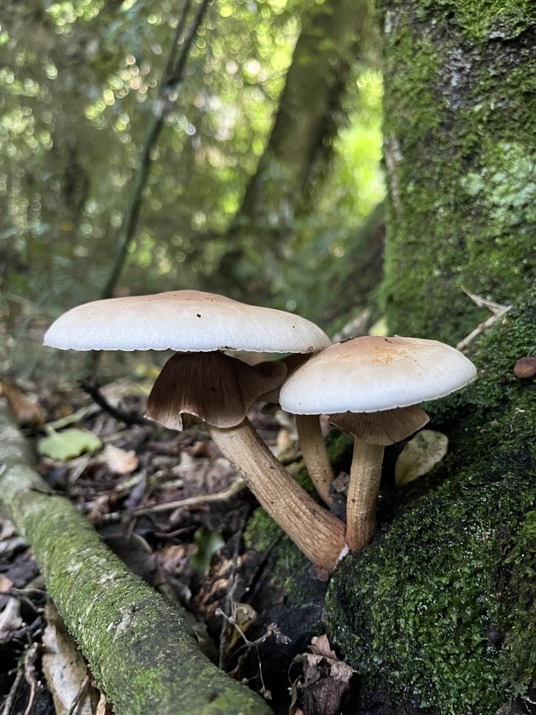Cyclocybe parasitica · April 2025 · photo: © daynawilliams (iNaturalist, cc-by)