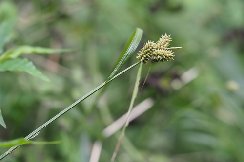 Nerved-scale sedge (Carex aphanolepis)