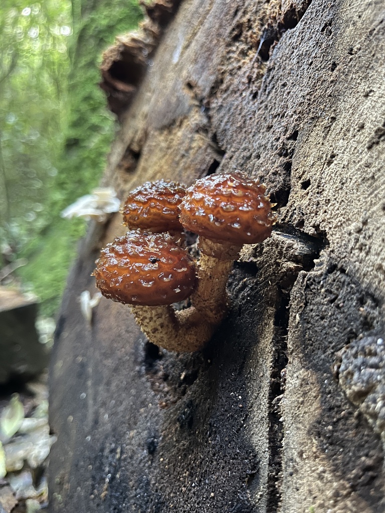Pholiota glutinosa