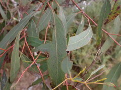 Eucalyptus rubida, photograph (c) ttsquid, some rights reserved (CC BY)