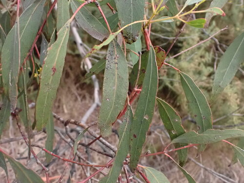 Eucalyptus rubida, photograph 5