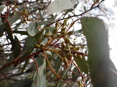 Eucalyptus rubida, photograph (c) ttsquid, some rights reserved (CC BY)
