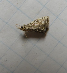 Lygropia rivulalis