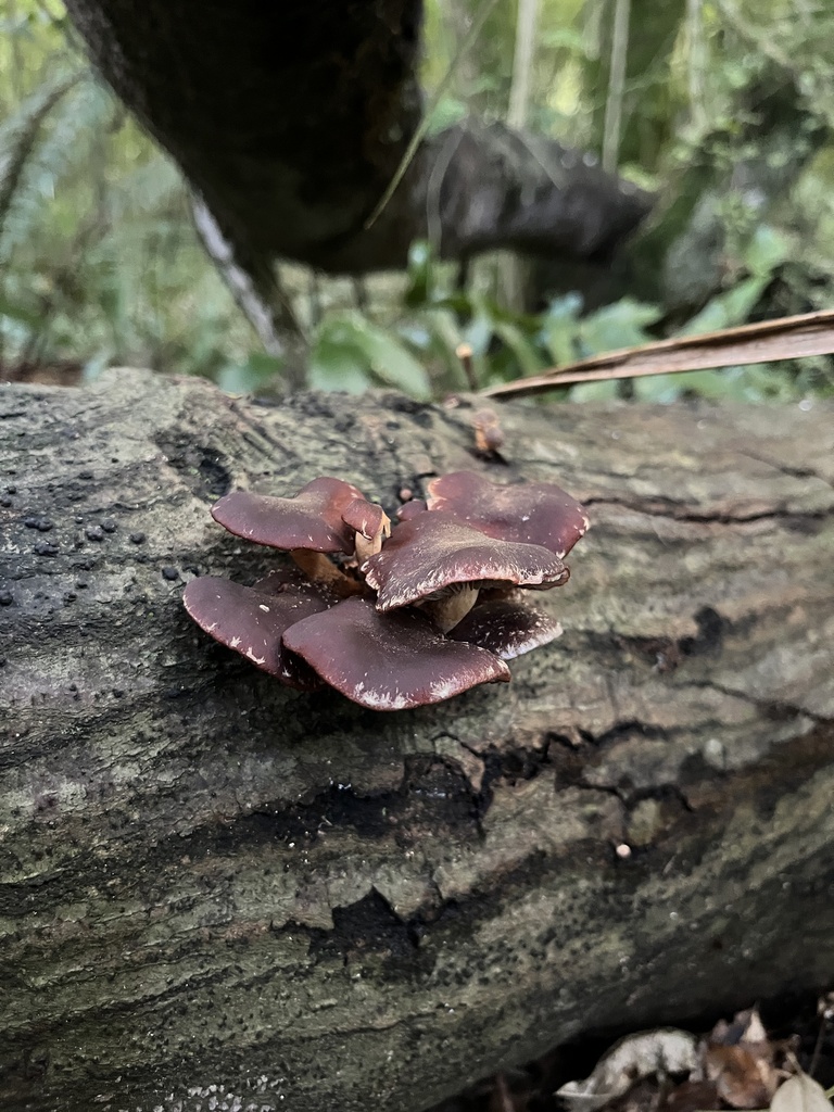 Hypholoma brunneum · April 2025 · photo: © daynawilliams (iNaturalist, cc-by)