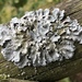 Shield Lichen - Photo (c) mister_bumble, some rights reserved (CC BY), uploaded by mister_bumble