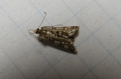 Lygropia rivulalis