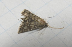 Lygropia rivulalis