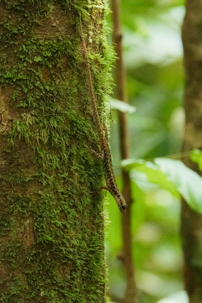 Selangor Forest Skink
