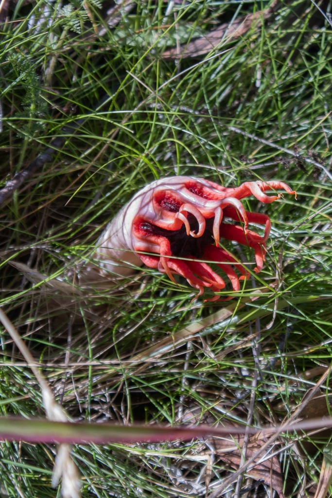 Aseroe rubra · April 2025 · photo: © rosawoodsii (iNaturalist, cc-by)