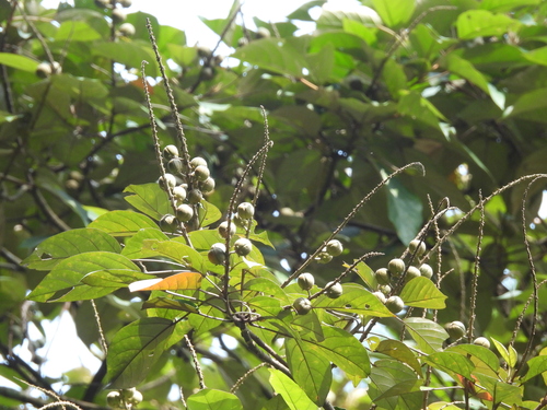 Croton argyratus observed 2024-08-02
