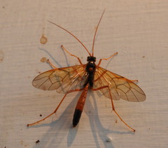 Opheltes glaucopterus barberi