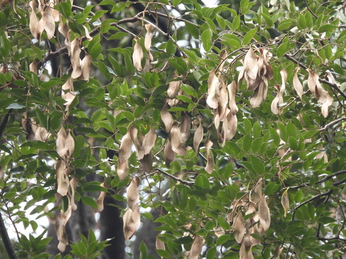 Koompassia malaccensis, photograph 2