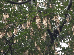 Koompassia malaccensis, photograph (c) Adam Kamal, some rights reserved (CC BY)