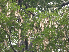 Koompassia malaccensis