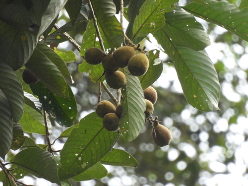 Lithocarpus maingayi (Lithocarpus maingayi)