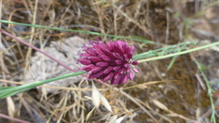 Allium sphaerocephalon