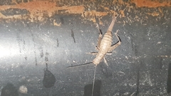 Arachnocephalus vestitus