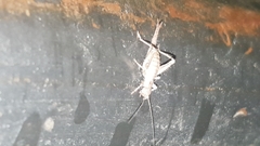 Arachnocephalus vestitus