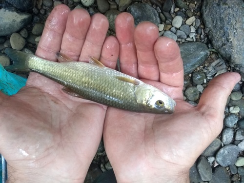 Cavedano Chub, Torino, Piemonte, IT, photo 10 of 10