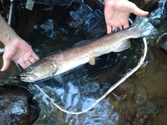 Salmo marmoratus