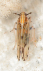 Peregrinus maidis