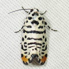 Tarache idella