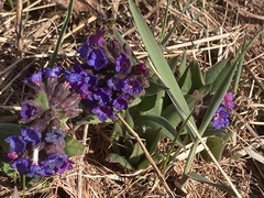 Pulmonaria australis, photograph (c) Antoine MARNAT, some rights reserved (CC BY)