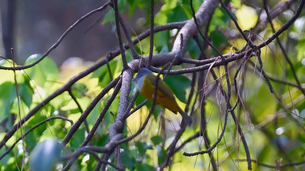 Grey-headed Canary-flycatcher