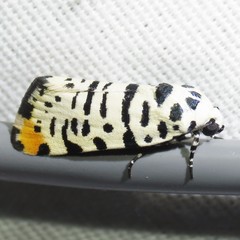 Tarache idella