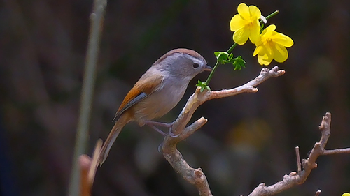 Spectacled Fulvetta (Fulvetta ruficapilla), photo 7