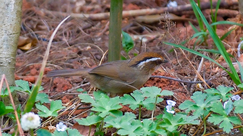 Rusty-capped Fulvetta (Schoeniparus dubius), photo 9